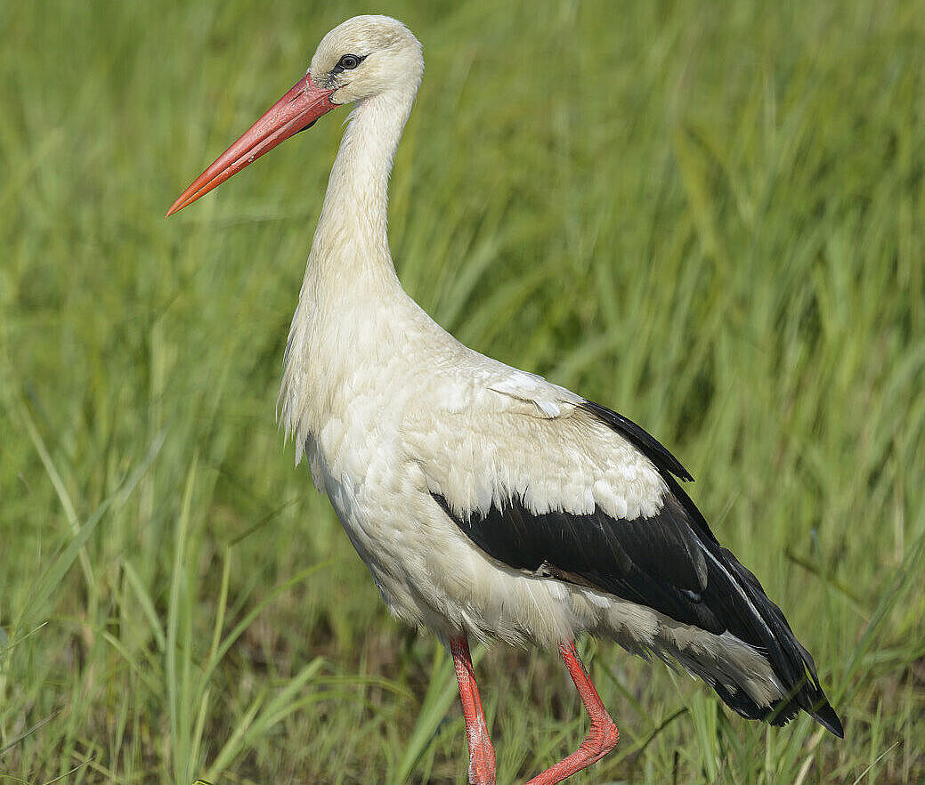 Weissstorch, Ciconia ciconia, white stork
